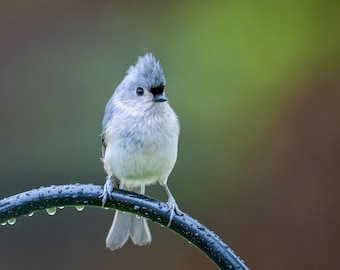Tufted Titmouse 8x10 matte photo print