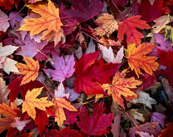 Fall Leaves 8x10 Matte Photo Print