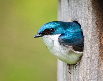 Tree Swallow 8x10 Matte Photo print