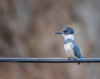 Belted Kingfisher Male 8x10 Matte Photo Print