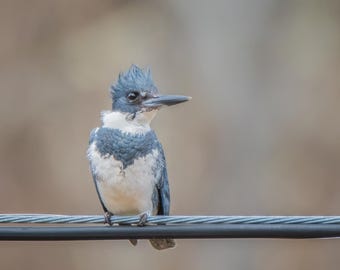 Belted Kingfisher Male 8x10 Matte Photo Print