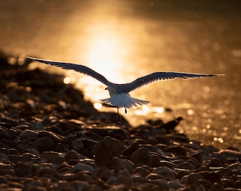 Sunset Gull 8x10 Matte Photo Print