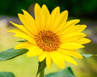 Sunflower  8x10 matte photo print