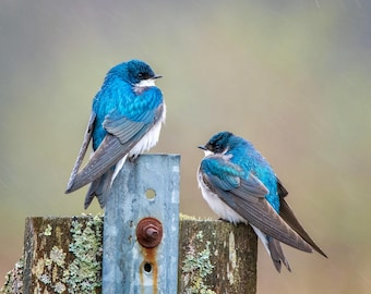Tree Swallows Rainy morning 8x10 Matte Photo print