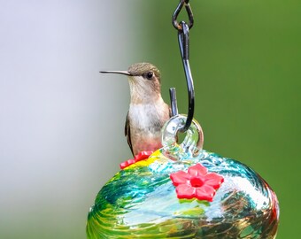 Hummingbird Feeder 8x10 matte photo print