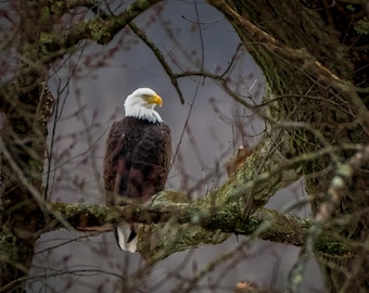 Bald Eagle Branches 8x10 matte photo print