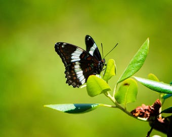 White Admiral Butterfly 8x10 Matte Photo Print