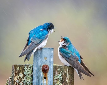 Tree Swallows Rainy Day 8x10 Matte Photo print