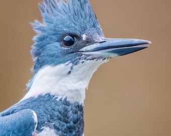 Belted Kingfisher 8x10 Matte Photo Print