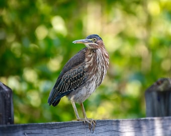 Green Heron 8x10 Matte Photo Print