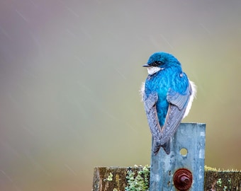 Tree Swallow Rainy morning 8x10 Matte Photo print