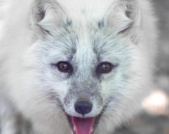 Artic Fox 8x10 matte fine art photo print