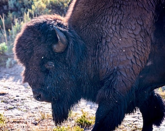 Yellowstone Bison 8x10 Matte Photo Print