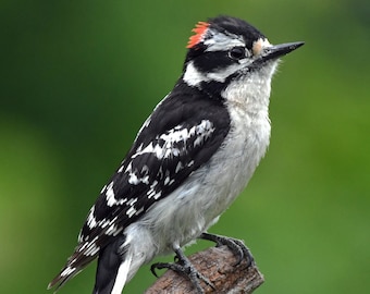 Downy Woodpecker (male)
