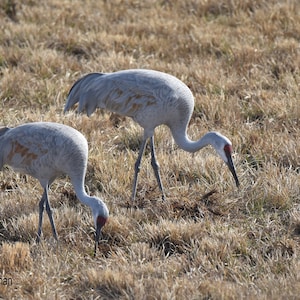 Sandhill Cranes