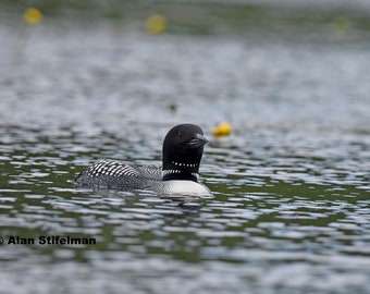 Common Loon on a lake in the Adirondack Mountains of New York