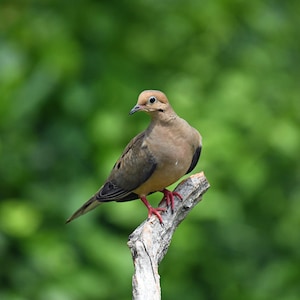 Mourning Dove