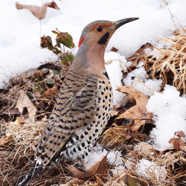 Northern Flicker Photo