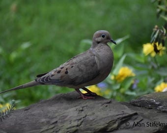 Mourning Dove