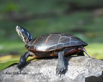 Photo of Eastern Painted Turtle