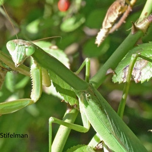 Praying Mantis Photo