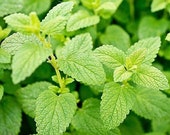 Pure Melissa Lemon Balm Essential Oil Melissa Officinalis Natural Grade A Indian