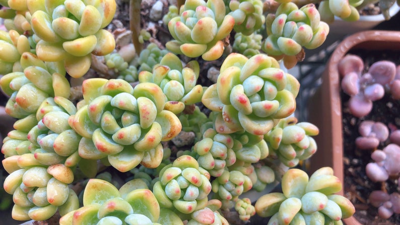 Sedum clavatum cluster succulents