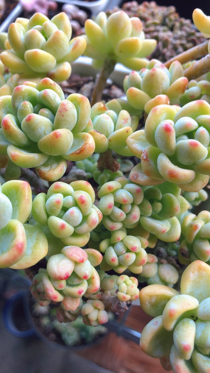 Sedum clavatum cluster succulents