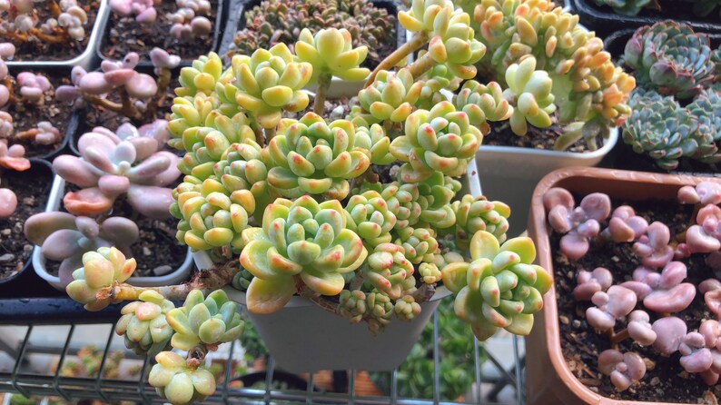 Sedum clavatum cluster succulents