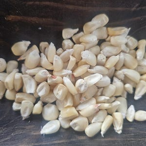 Grains de maïs blancs mixtèques ~ Oaxaca, Mexique Maiz Criollo Blanco - 8 oz sans produits chimiques