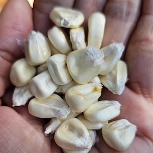 Cacahuaxintle Heirloom Ancestral Corn Kernels ~ 8 oz
