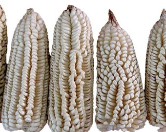 Blue Corn Seeds - Etsy 日本