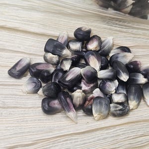 May include: A pile of dark purple corn kernels with white tips, resting on a textured, off-white surface. The kernels vary in size and shape, with a mix of dark and light hues. The image highlights the natural colors and textures of the corn.