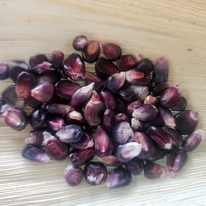 May include: A close-up of a pile of purple corn kernels. The kernels are arranged in a random pattern and are all about the same size.