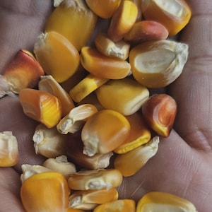 Huastec Heirloom Orange Yellow Corn Kernels ~ Ancestral Corn from Veracruz, Mexico