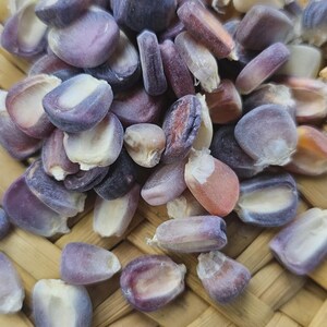 Huastec Heirloom Purple Lavender Corn Kernels ~ Ancestral Corn from Veracruz, Mexico