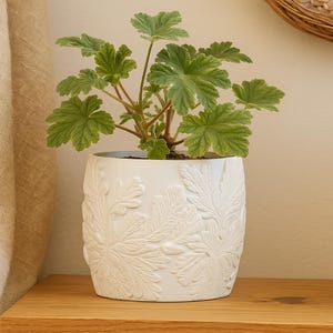 May include: A white ceramic planter with a raised leaf design holds a green plant with large, textured leaves. The planter sits on a wooden surface. The plant has light green leaves with darker green edges.