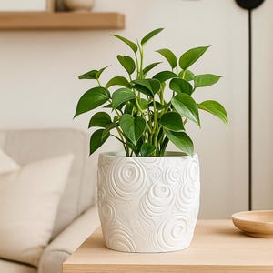 Puede incluir: Una planta verde vibrante con hojas en forma de corazón en una maceta de cerámica blanca. La maceta presenta un diseño texturizado y ondulado. La planta se coloca sobre una superficie de madera clara, creando una estética natural y relajante.