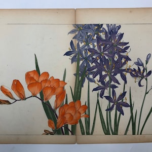Original Woodblock Print by Tanigami Konan, 1917 / Agapanthus, Freesia - No. 10 / 449