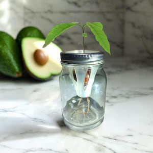 May include: A clear glass jar with a sprouting avocado seed, roots visible. The seed is held in place by a white plastic insert. Two avocados, one halved, are in the background. The jar has a silver lid and is on a white marble surface.
