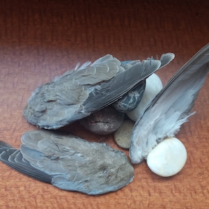 Dehydrated Eurasian Dove Wing | Hunting Dog training | Cat toy | Fly fishing | Dog treat | Cat Treat