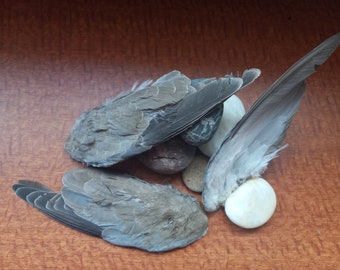 Dehydrated Eurasian Dove Wing | Hunting Dog training | Cat toy | Fly fishing | Dog treat | Cat Treat