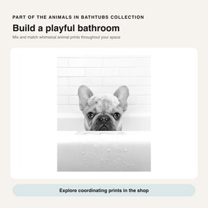 Puede incluir: Una impresi&oacute;n en blanco y negro que muestra a un bulldog franc&eacute;s con espuma de jab&oacute;n en la cabeza, asom&aacute;ndose por el borde de una ba&ntilde;era blanca. El texto dice: PART OF THE ANIMALS IN BATHTUBS COLLECTION, Build a playful bathroom, Mix and match whimsical animal prints throughout your space, Explore coordinating prints in the shop.