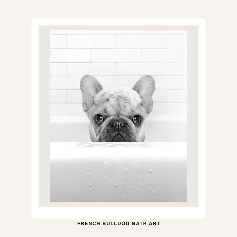 Puede incluir: Una impresi&oacute;n en blanco y negro que muestra a un bulldog franc&eacute;s con espuma de jab&oacute;n en la cabeza, asom&aacute;ndose por el borde de una ba&ntilde;era blanca. El fondo muestra azulejos blancos tipo metro. El texto "FRENCH BULLDOG BATH ART" est&aacute; impreso en la parte inferior.
