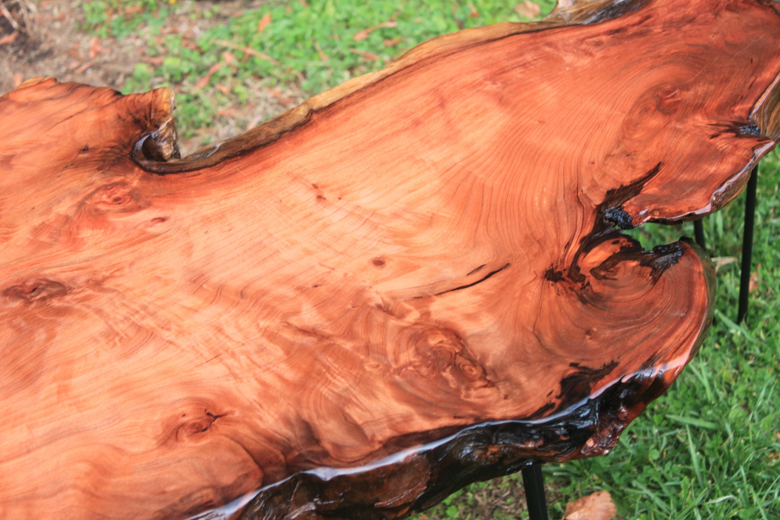 Redwood Burl Coffee Table Burlwood Rustic Furniture Home Decor Etsy