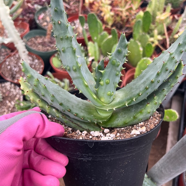 Aloe martholii | Mountain Aloe