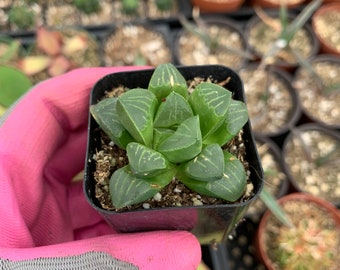 Haworthia Retusa