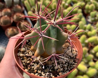 Ferocactus emoryi  ---Fishhook Barrel Cactus