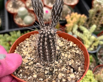 Cactiandexotica Setiechinopsis mirabilis | The Flower of Prayer