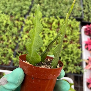 Fishbone Cactus | Epiphyllum | Ric Rac Cactus | 2.5&quot; Pot